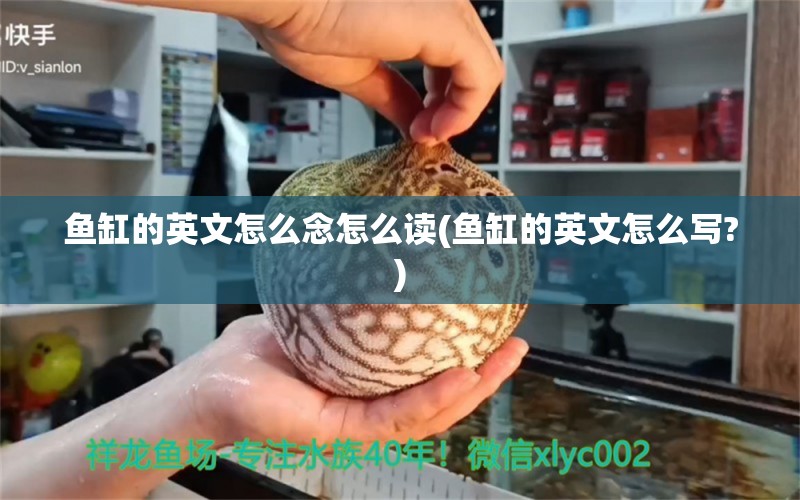 鱼缸的英文怎么念怎么读(鱼缸的英文怎么写?)