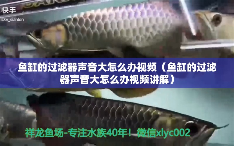 鱼缸的过滤器声音大怎么办视频（鱼缸的过滤器声音大怎么办视频讲解） 观赏鱼市场（混养鱼）