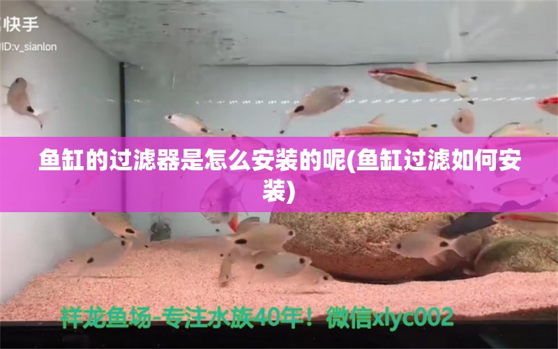 鱼缸的过滤器是怎么安装的呢(鱼缸过滤如何安装)