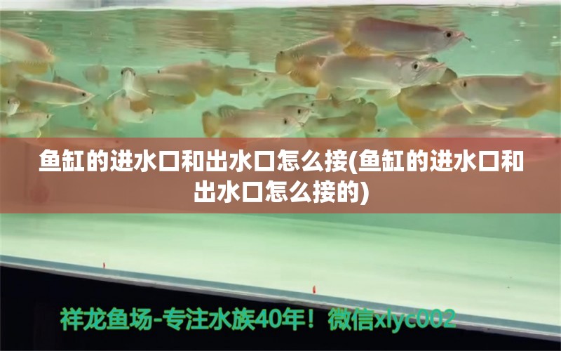 鱼缸的进水口和出水口怎么接(鱼缸的进水口和出水口怎么接的) 其他品牌鱼缸