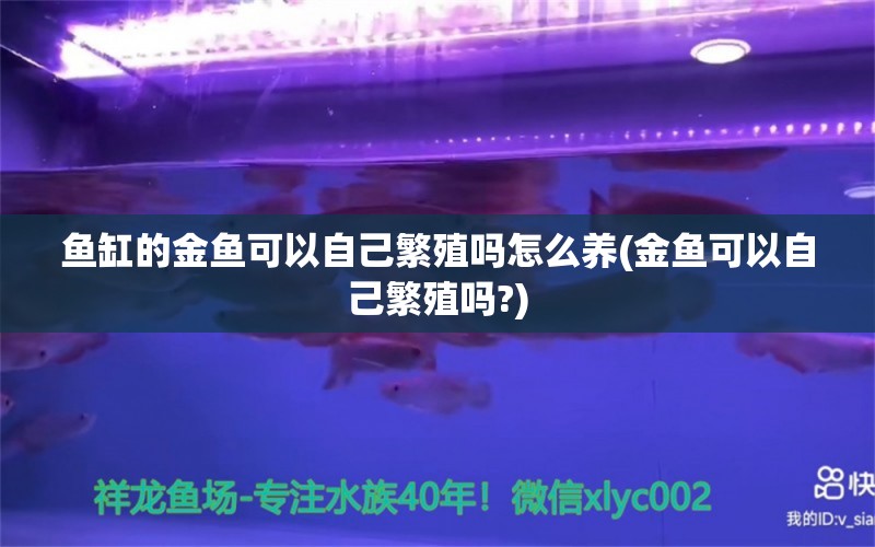 鱼缸的金鱼可以自己繁殖吗怎么养(金鱼可以自己繁殖吗?) 黄金梦幻雷龙鱼 第1张