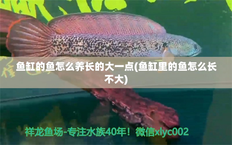 鱼缸的鱼怎么养长的大一点(鱼缸里的鱼怎么长不大)