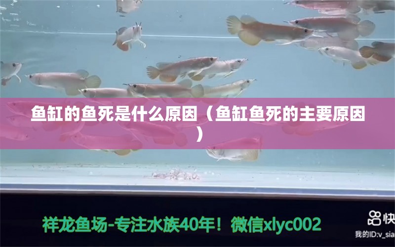 鱼缸的鱼死是什么原因（鱼缸鱼死的主要原因） 帝王三间鱼 第1张