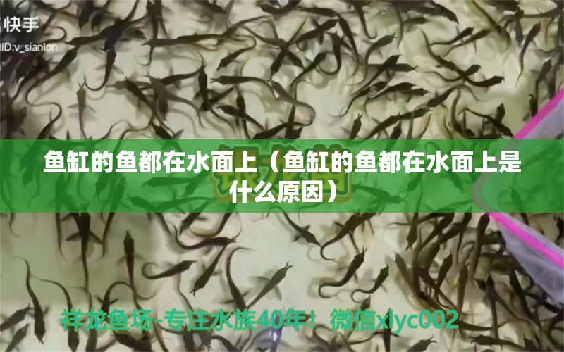 鱼缸的鱼都在水面上（鱼缸的鱼都在水面上是什么原因）