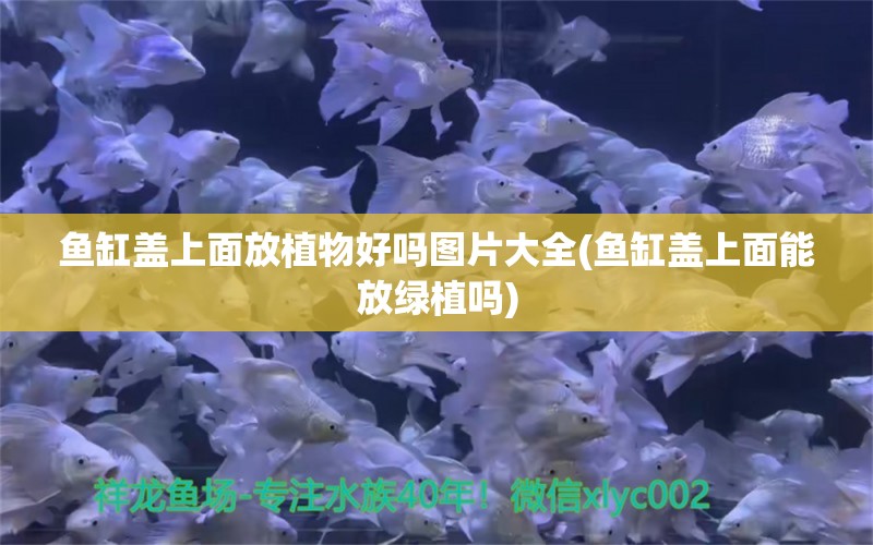 鱼缸盖上面放植物好吗图片大全(鱼缸盖上面能放绿植吗)