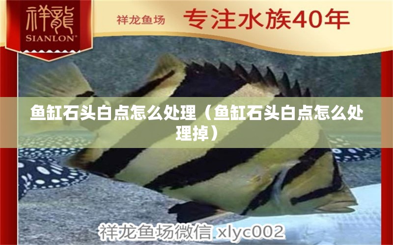 鱼缸石头白点怎么处理（鱼缸石头白点怎么处理掉） 祥龙水族医院