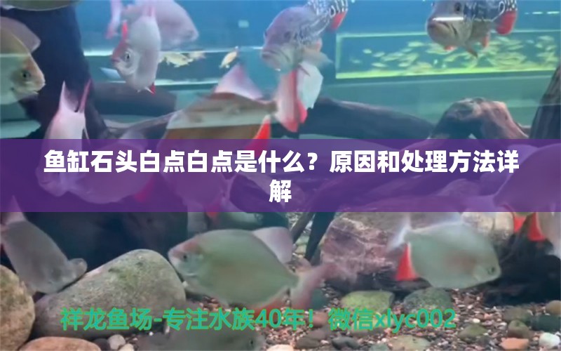 鱼缸石头白点白点是什么？原因和处理方法详解