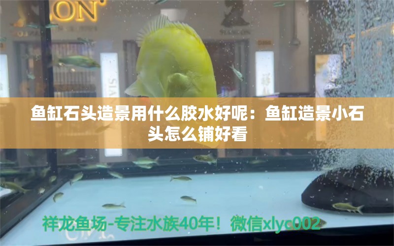 鱼缸石头造景用什么胶水好呢：鱼缸造景小石头怎么铺好看 广州水族批发市场 第2张