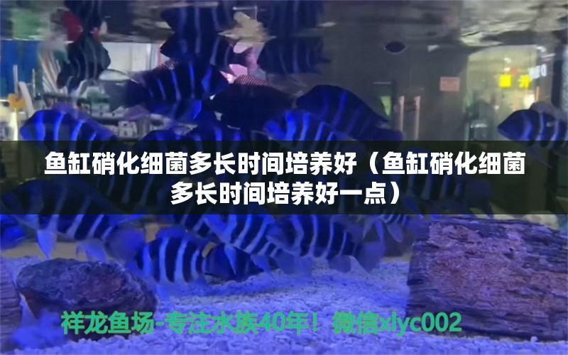 鱼缸硝化细菌多长时间培养好（鱼缸硝化细菌多长时间培养好一点） 硝化细菌