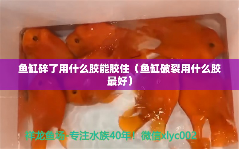 鱼缸碎了用什么胶能胶住（鱼缸破裂用什么胶最好）