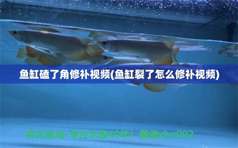 鱼缸磕了角修补视频(鱼缸裂了怎么修补视频)