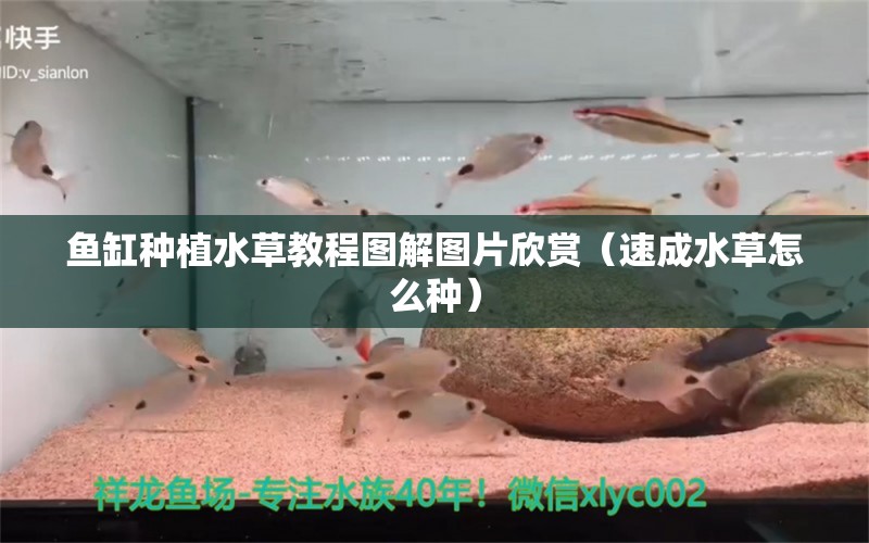 鱼缸种植水草教程图解图片欣赏（速成水草怎么种）