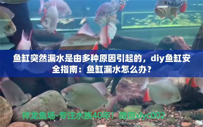 鱼缸突然漏水是由多种原因引起的，diy鱼缸安全指南：鱼缸漏水怎么办？