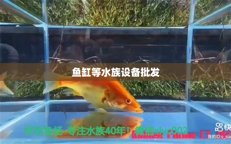 鱼缸等水族设备批发 观赏鱼批发