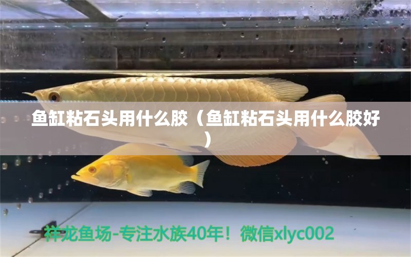 鱼缸粘石头用什么胶（鱼缸粘石头用什么胶好） 帝王迷宫