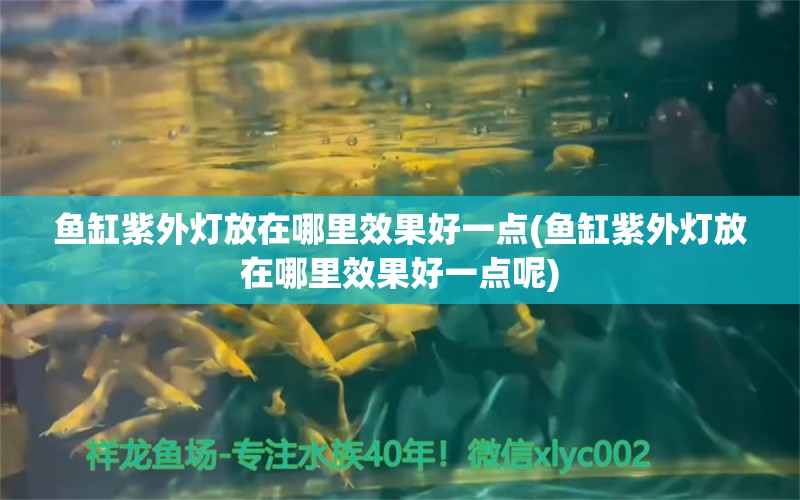 鱼缸紫外灯放在哪里效果好一点(鱼缸紫外灯放在哪里效果好一点呢) 刀鱼鱼 第1张