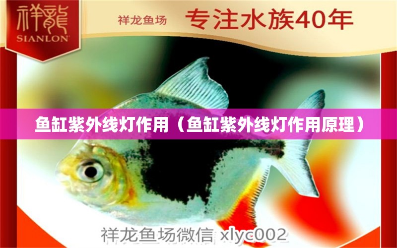 鱼缸紫外线灯作用（鱼缸紫外线灯作用原理） 其他品牌鱼缸