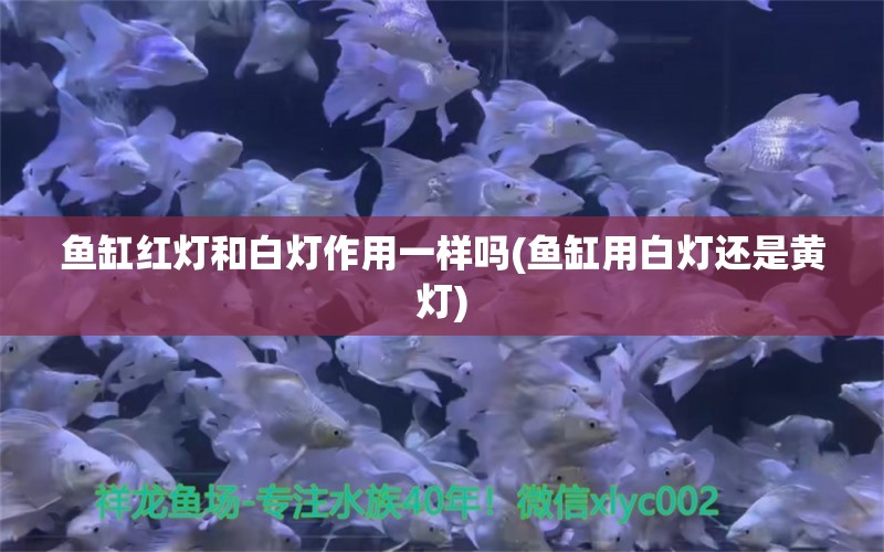 鱼缸红灯和白灯作用一样吗(鱼缸用白灯还是黄灯) 新加坡号半红龙鱼（练手级红龙鱼） 第1张