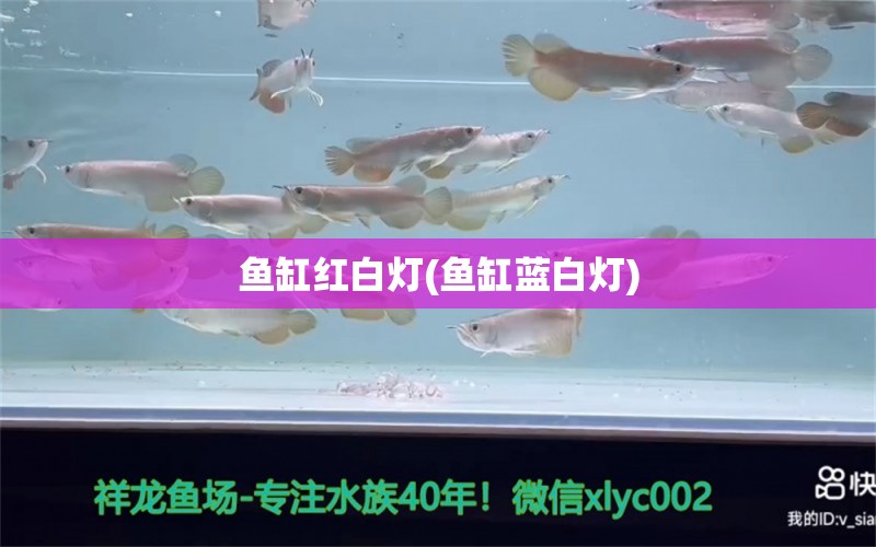 鱼缸红白灯(鱼缸蓝白灯) 鱼缸水质稳定剂 第1张