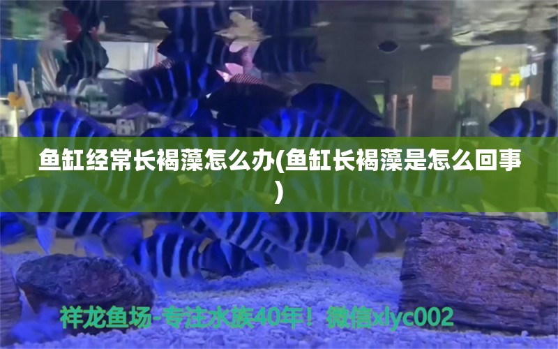 鱼缸经常长褐藻怎么办(鱼缸长褐藻是怎么回事)