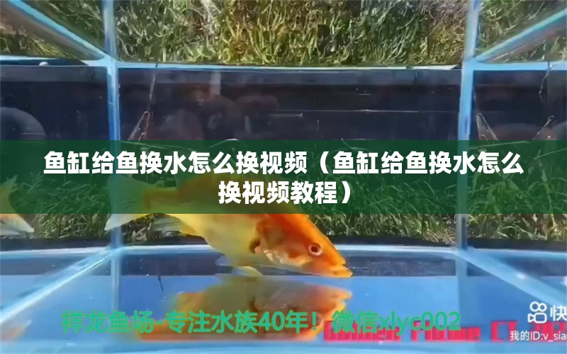 鱼缸给鱼换水怎么换视频（鱼缸给鱼换水怎么换视频教程）