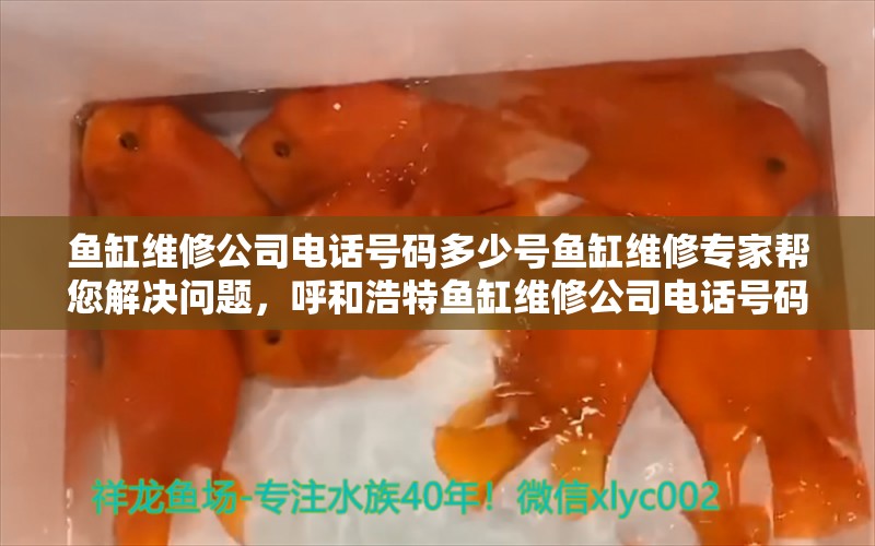 鱼缸维修公司电话号码多少号鱼缸维修专家帮您解决问题，呼和浩特鱼缸维修公司电话号码多少号鱼缸维修专家帮您解决问题 水族维护服务（上门） 第2张