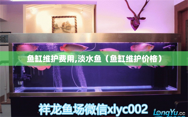 鱼缸维护费用,淡水鱼（鱼缸维护价格） 祥龙水族医院