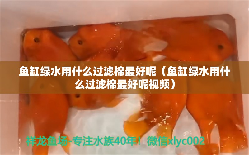 鱼缸绿水用什么过滤棉最好呢（鱼缸绿水用什么过滤棉最好呢视频） 绿皮皇冠豹鱼