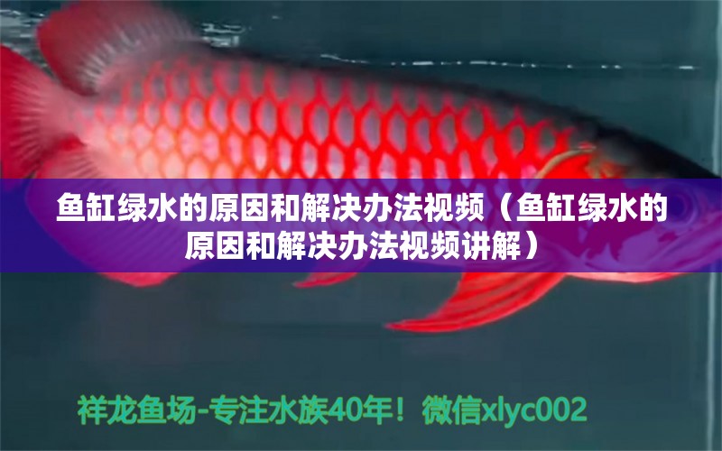 鱼缸绿水的原因和解决办法视频（鱼缸绿水的原因和解决办法视频讲解） 福满钻鱼