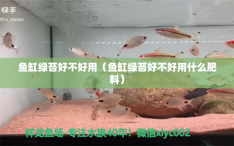 鱼缸绿苔好不好用（鱼缸绿苔好不好用什么肥料）