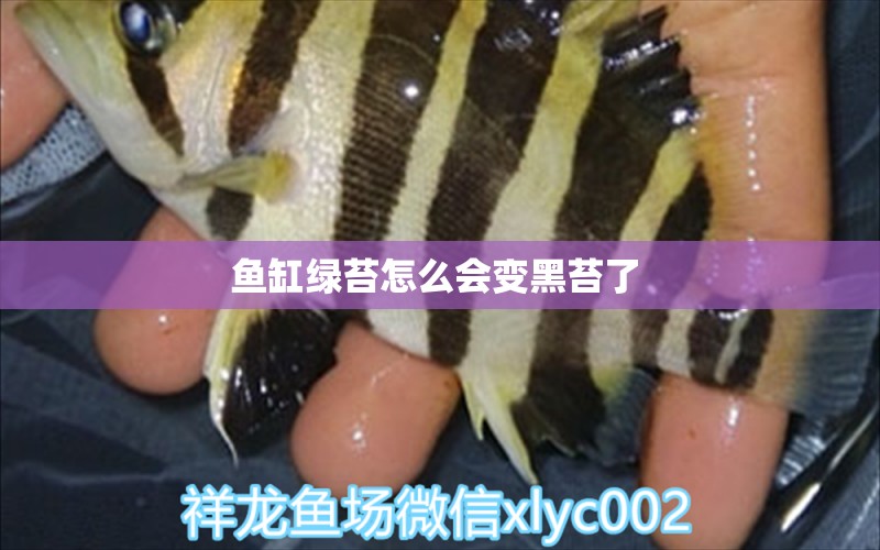 鱼缸绿苔怎么会变黑苔了  羽毛刀鱼苗