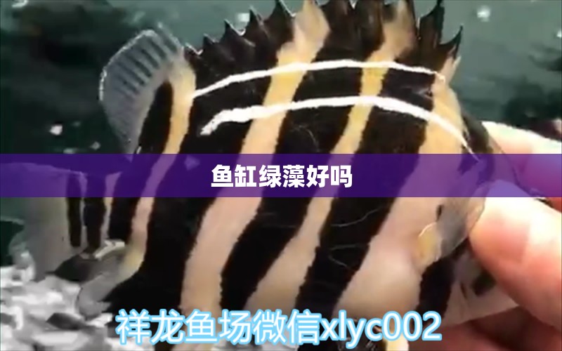 鱼缸绿藻好吗 水族问答 第1张