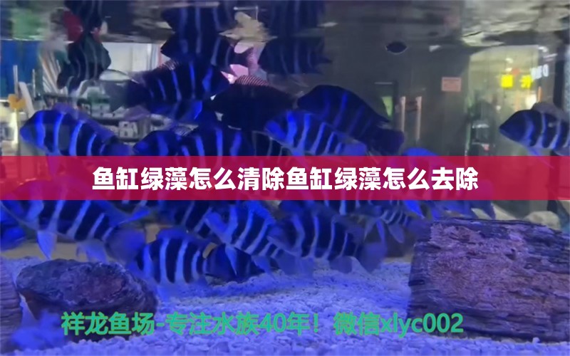 鱼缸绿藻怎么清除鱼缸绿藻怎么去除