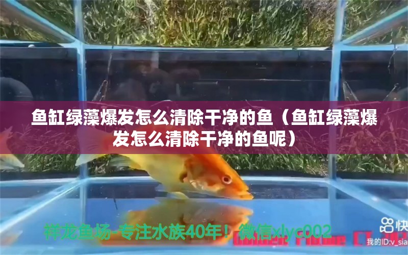 鱼缸绿藻爆发怎么清除干净的鱼（鱼缸绿藻爆发怎么清除干净的鱼呢）