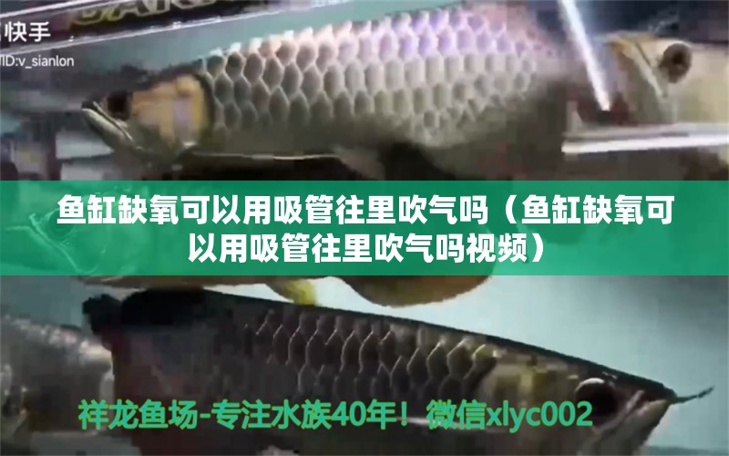 鱼缸缺氧可以用吸管往里吹气吗（鱼缸缺氧可以用吸管往里吹气吗视频） 水族用品