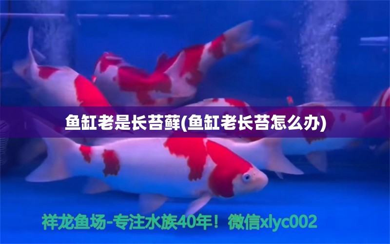 鱼缸老是长苔藓(鱼缸老长苔怎么办) 广州祥龙国际水族贸易 第1张