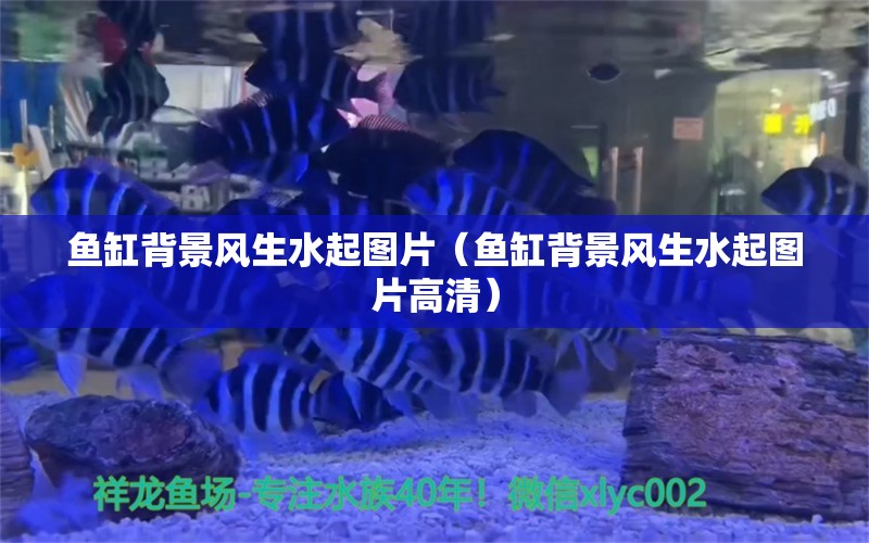 鱼缸背景风生水起图片（鱼缸背景风生水起图片高清）