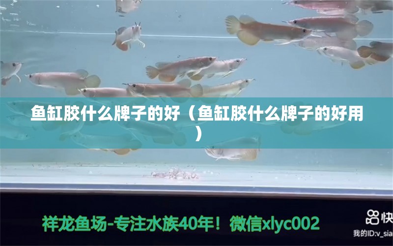 鱼缸胶什么牌子的好（鱼缸胶什么牌子的好用） 祥龙水族医院