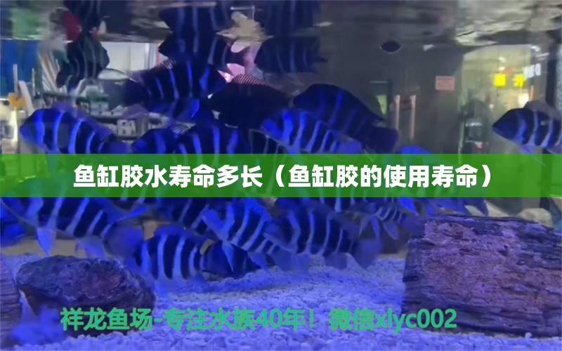 鱼缸胶水寿命多长（鱼缸胶的使用寿命） 观赏鱼批发