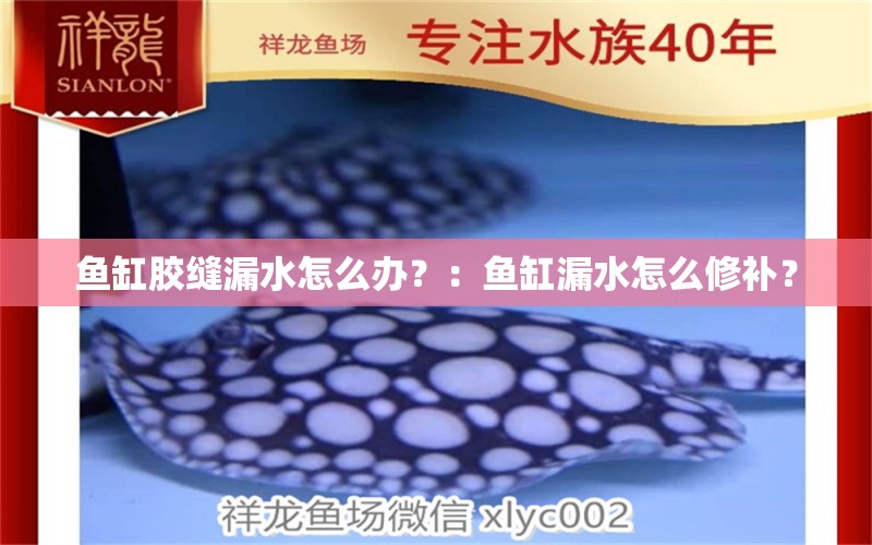 鱼缸胶缝漏水怎么办？：鱼缸漏水怎么修补？ 鱼缸百科 第2张