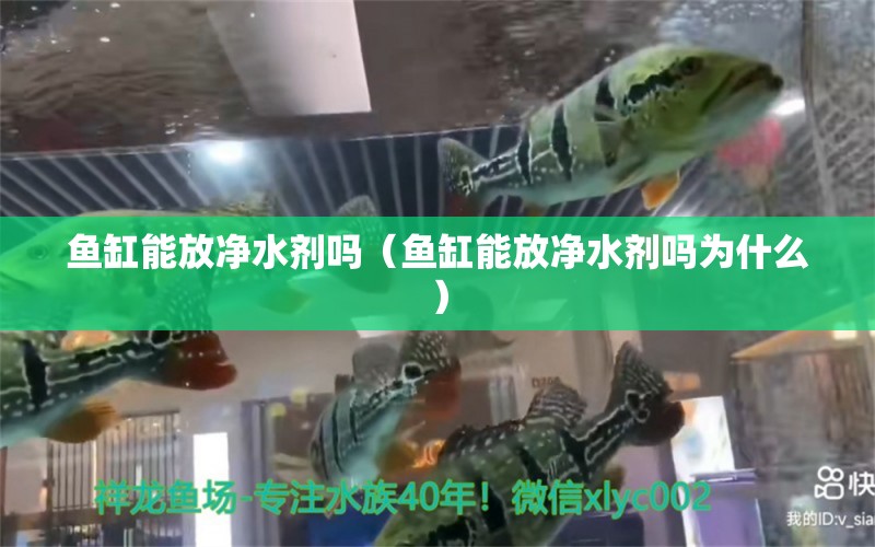 鱼缸能放净水剂吗（鱼缸能放净水剂吗为什么） 祥龙水族医院