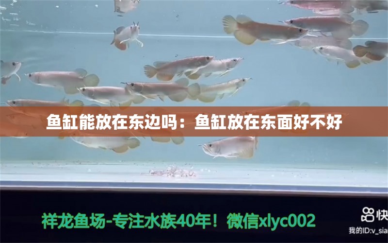 鱼缸能放在东边吗：鱼缸放在东面好不好