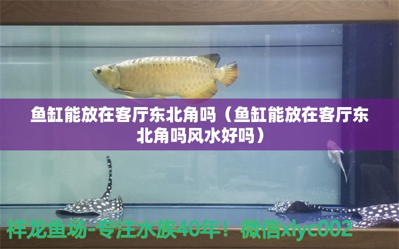 鱼缸能放在客厅东北角吗（鱼缸能放在客厅东北角吗风水好吗） 鱼缸风水