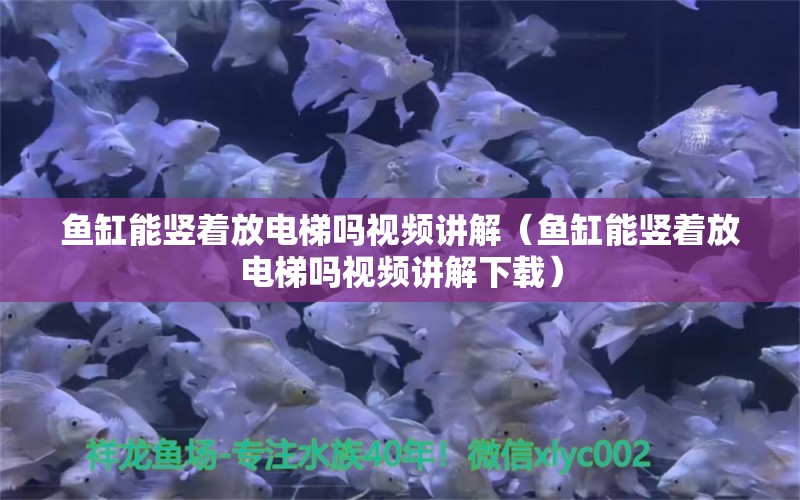 鱼缸能竖着放电梯吗视频讲解（鱼缸能竖着放电梯吗视频讲解下载）