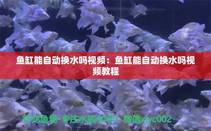 鱼缸能自动换水吗视频：鱼缸能自动换水吗视频教程 观赏鱼市场（混养鱼）