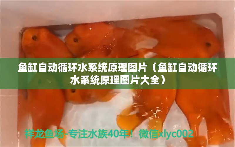 鱼缸自动循环水系统原理图片（鱼缸自动循环水系统原理图片大全）