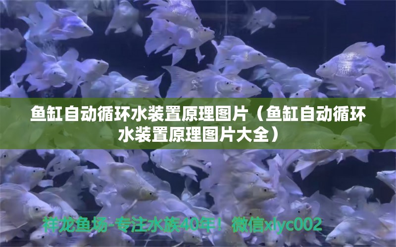 鱼缸自动循环水装置原理图片（鱼缸自动循环水装置原理图片大全）