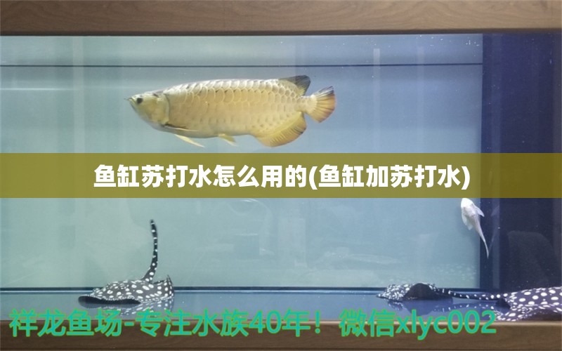 鱼缸苏打水怎么用的(鱼缸加苏打水)