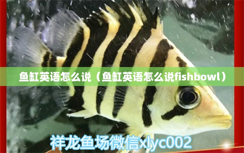 鱼缸英语怎么说（鱼缸英语怎么说fishbowl）