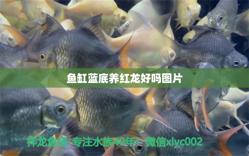 鱼缸蓝底养红龙好吗图片 水族问答 第1张